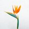 Bird of Paradise